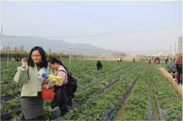 员工活动 采摘踏春记